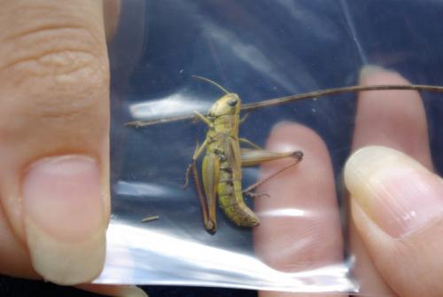 Réf. 170 327 : Pseudochorthippus parallelus