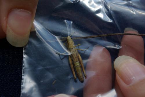 Pseudochorthippus parallelus