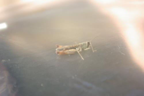 Chorthippus sp.
