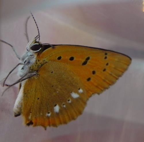 Lycaena virgaureae