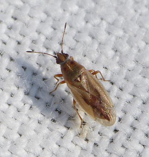 Cymus glandicolor