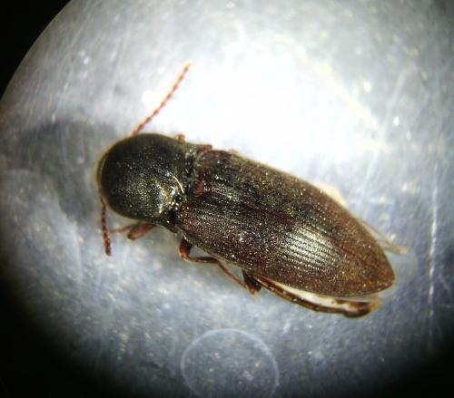 Agriotes sp.