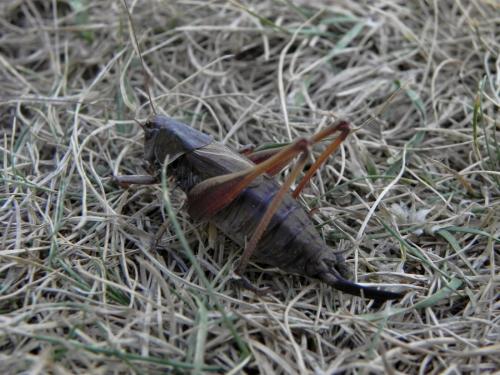 Metrioptera saussuriana