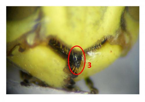Polistes nimpha
