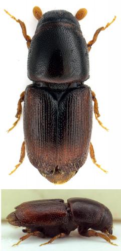Réf. 170 256 : Scolytus multistriatus