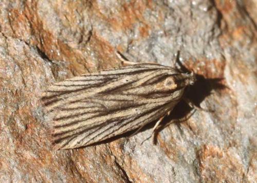 Agonopterix nervosa