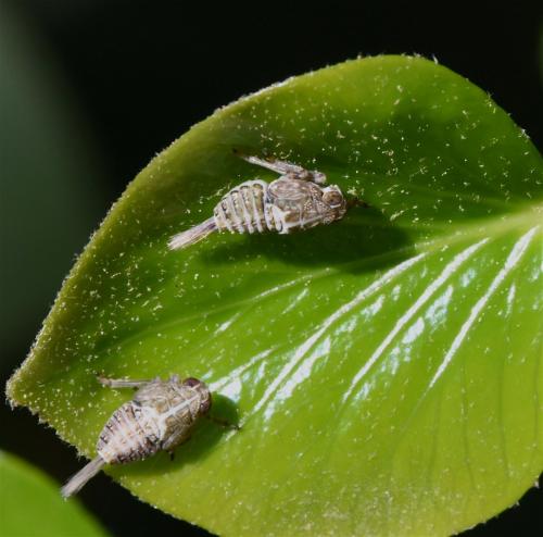 Issus coleoptratus