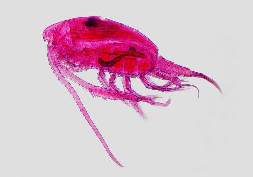 Diaptomus sp.