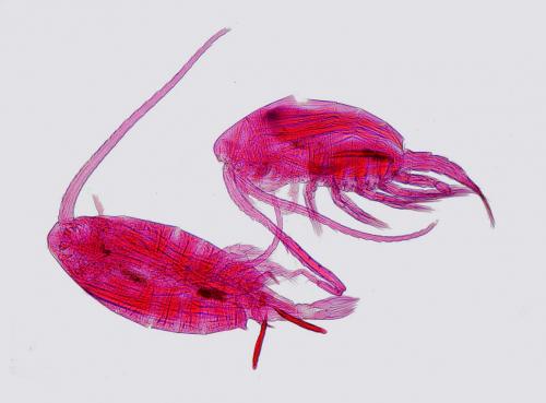 Diaptomus sp.