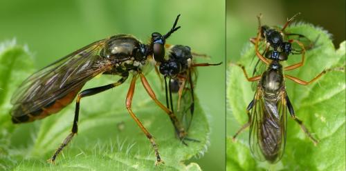 Dioctria rufipes