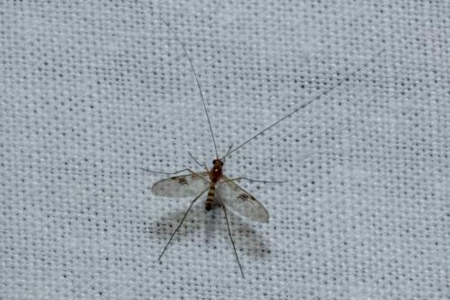 Réf. 170 034 : Macrocera centralis