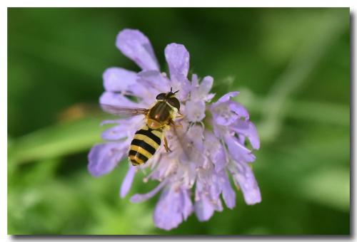 Réf. 170 439 : Epistrophe grossulariae