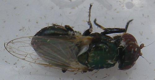 Réf. 170 606 : Physiphora alceae