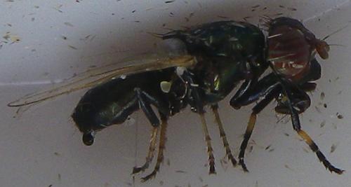 Réf. 170 605 : Physiphora alceae