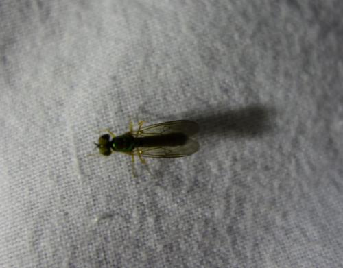 Sargus sp.