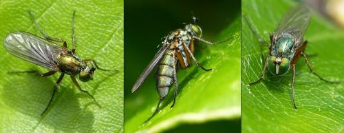 Dolichopus ungulatus