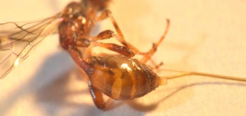 Doryctinae