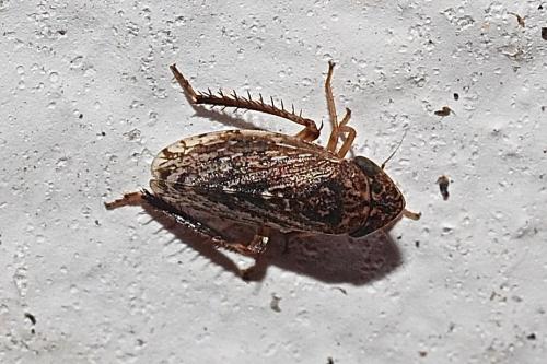 Aphrodes sp.