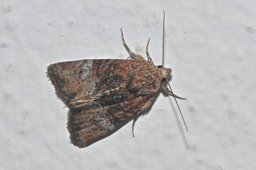 Réf. 170 639 : Mesoligia furuncula