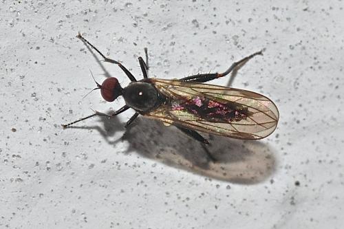 Hybos culiciformis