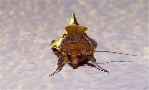 Réf. 170 499 : Diachrysia chrysitis