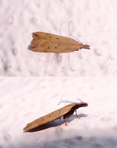 Dichomeris limosella