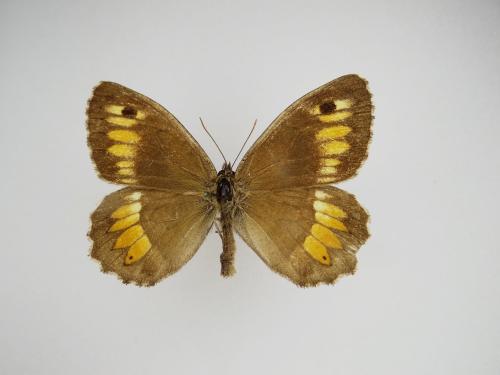 Arethusana arethusa