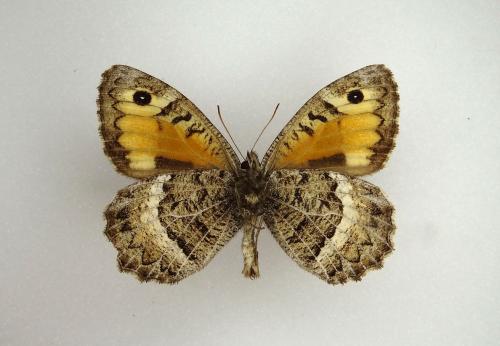 Arethusana arethusa