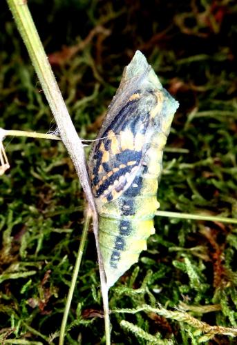 Réf. 170 627 : Papilio machaon