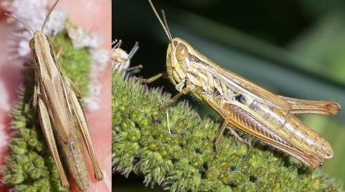 Euchorthippus declivus