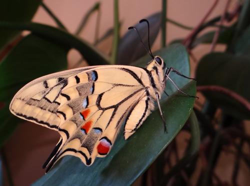 Papilio machaon