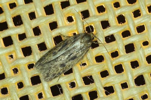 Hofmannophila pseudospretella