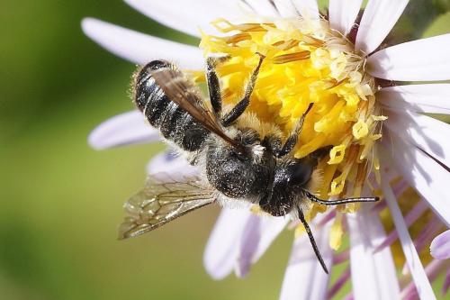 Megachile sp.