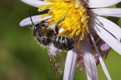 Megachile sp.