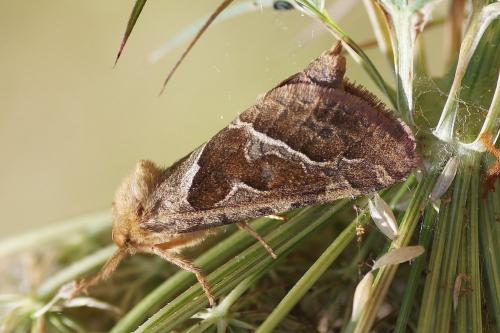 Réf. 170 022 : Triodia sylvina