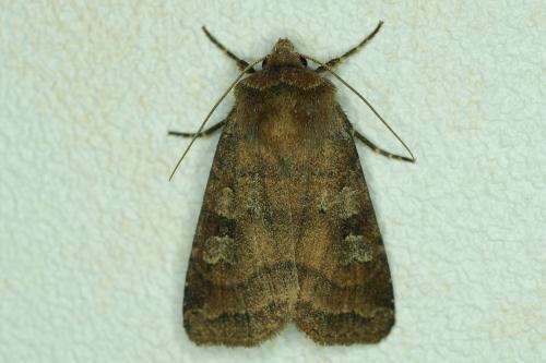 Diarsia rubi