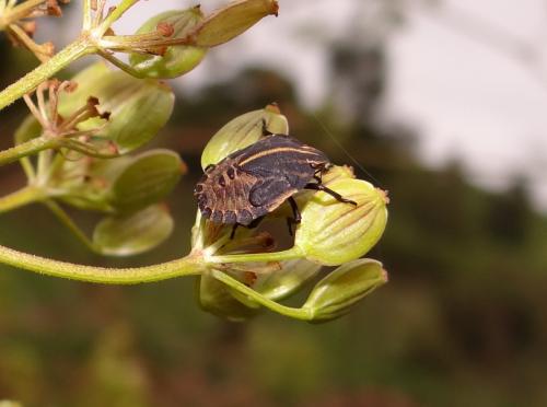Réf. 170 959 : Graphosoma italicum