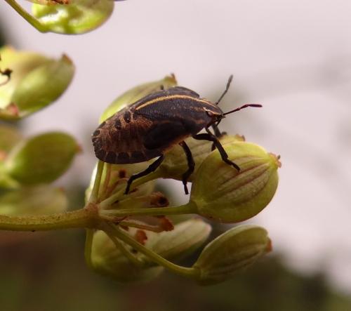 Graphosoma italicum