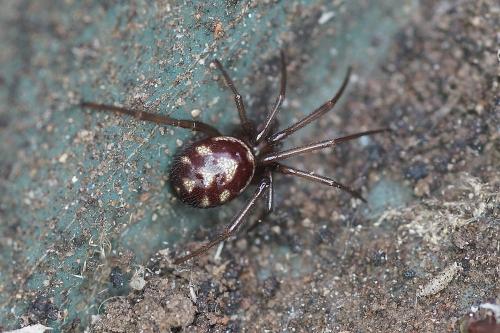 Steatoda grossa