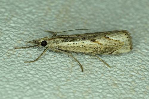 Réf. 170 438 : Agriphila geniculea