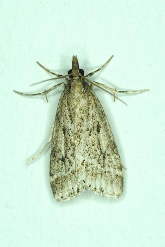 Réf. 170 571 : Eudonia pallida
