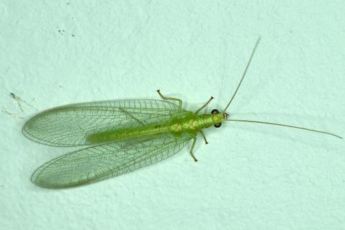 Réf. 170 476 : Chrysoperla sp.
