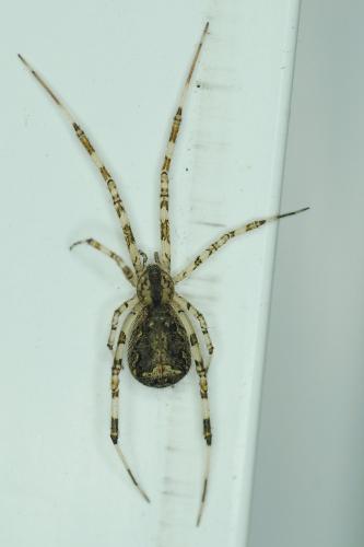 Réf. 170 570 : Episinus maculipes