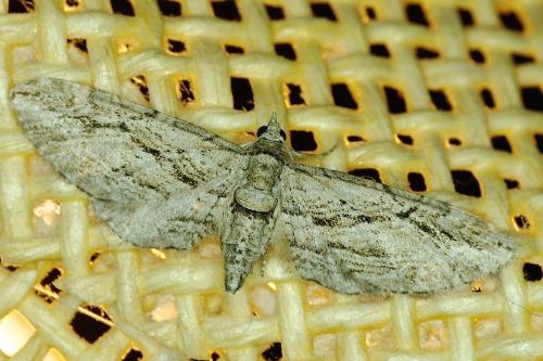 Eupithecia phoeniceata