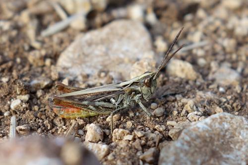 Réf. 170 286 : Chorthippus mollis