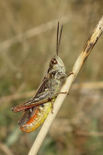 Réf. 170 287 : Chorthippus mollis