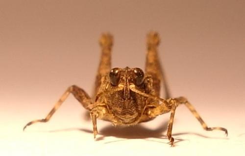 Réf. 170 712 : Tetrix ceperoi ceperoi