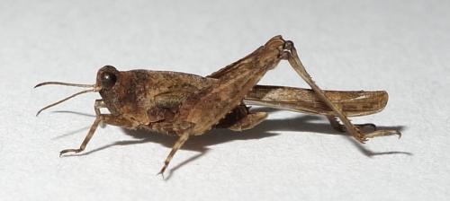 Réf. 170 713 : Tetrix ceperoi ceperoi