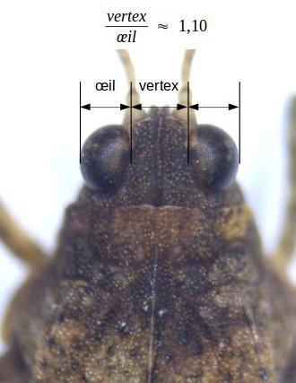 Réf. 170 714 : Tetrix ceperoi ceperoi