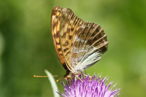 Réf. 170 710 : Argynnis paphia